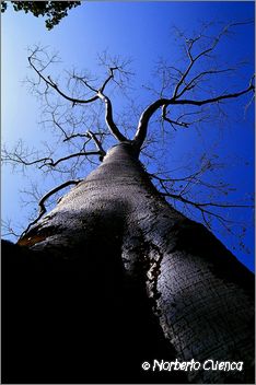 34_2003_12_C4_camboya_angkorwat13