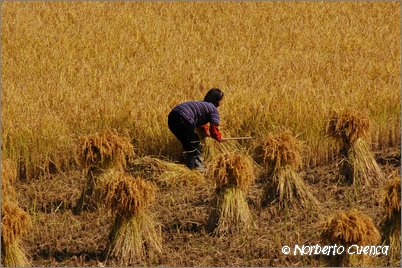 2005_10_north_korea_web_83