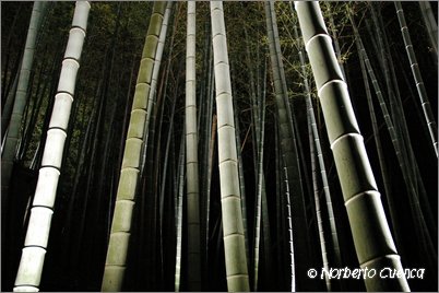 19--2005_05_japon_1_kyoto_170