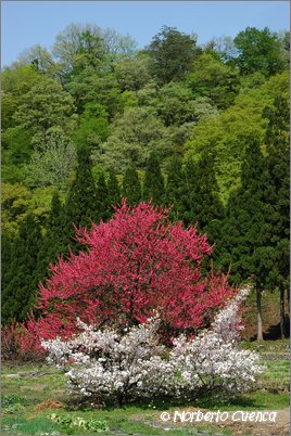 54--2005_05_japon_5_shirakawa_022