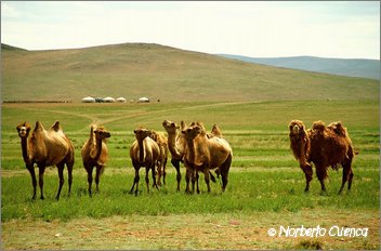04_2004_07_mongolia_2de8_14