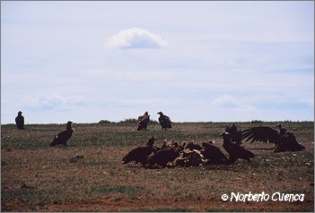 06_2004_07_mongolia_2de8_02