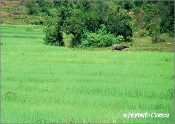 31_2004_09_myanmar_07de12_inlelake_kalaw_01