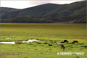 042_2005_08_tibet_0652_to_sangsang