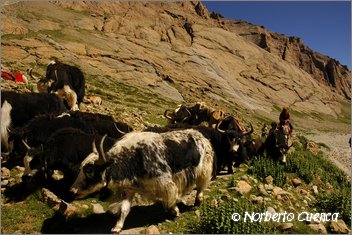 096_2005_08_tibet_1326_kailash_kora