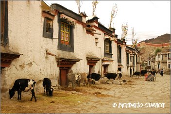 133_2005_08_tibet_1833_gyantse